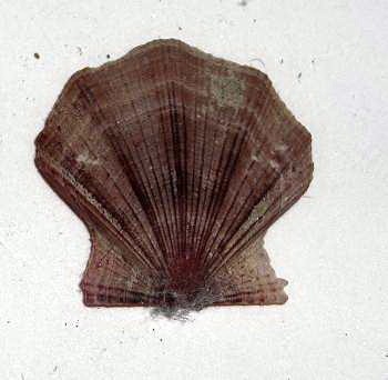 Variabilit� intraspecifica